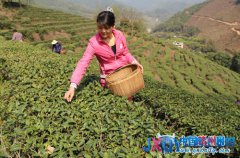 大余縣出臺(tái)優(yōu)惠政策 大力發(fā)展生態(tài)農(nóng)業(yè)產(chǎn)業(yè)